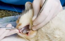 Когда у котят меняются зубы и причины выпадения зубов у взрослых кошек