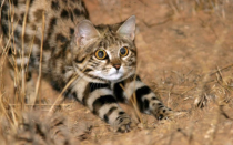 Африканская черноногая кошка