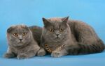 Шотландская кошка
