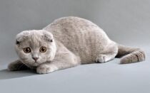 Вислоухая британская кошка