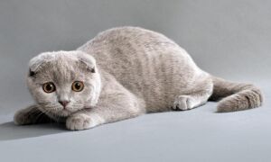 Вислоухая британская кошка