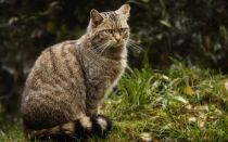 Европейский дикий лесной кот
